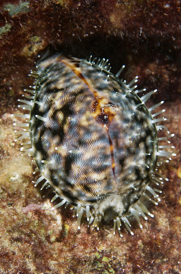 Tiger Cowrie Photograph by Matthew Oldfield - Fine Art America