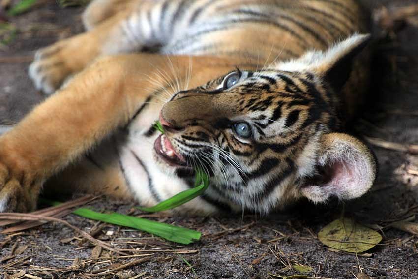 Tiger Cub chew Photograph by Larry Nieland