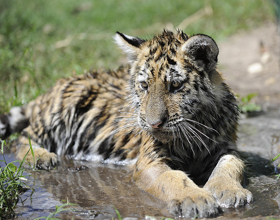 Tiger Cub in a puddle Photograph by Keith Lovejoy