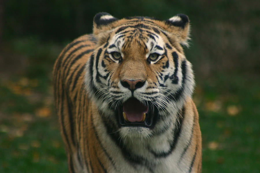 Tiger Photograph by David Rucker