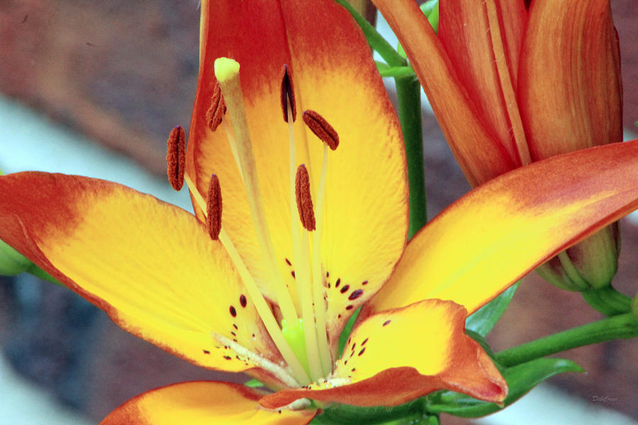 Tiger Daylily Subdued Photograph by Deborah  Crew-Johnson