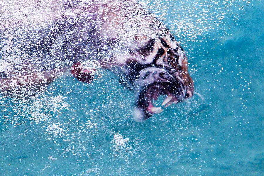 tiger diving underwater