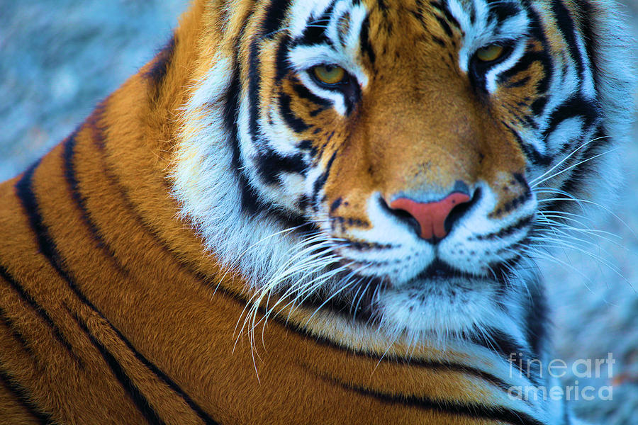 Tiger Eyes Photograph by Adam Jewell
