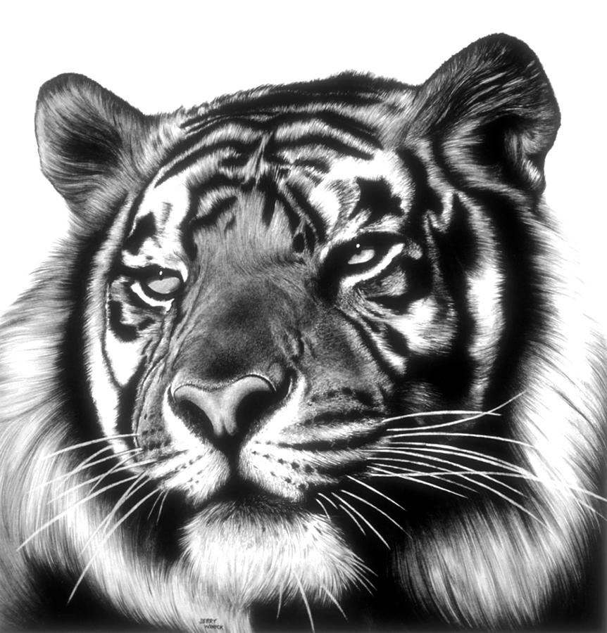 Tiger Face Drawing