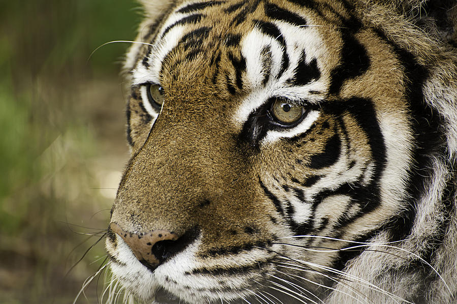 Tiger Face Photograph by Melany Sarafis