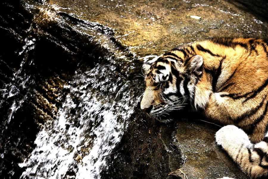 Tiger Falls Photograph by Angela Rath