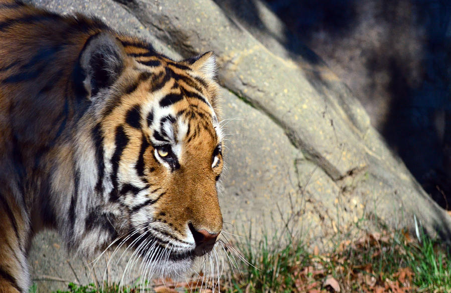 Tiger Focus Photograph by Sandi OReilly