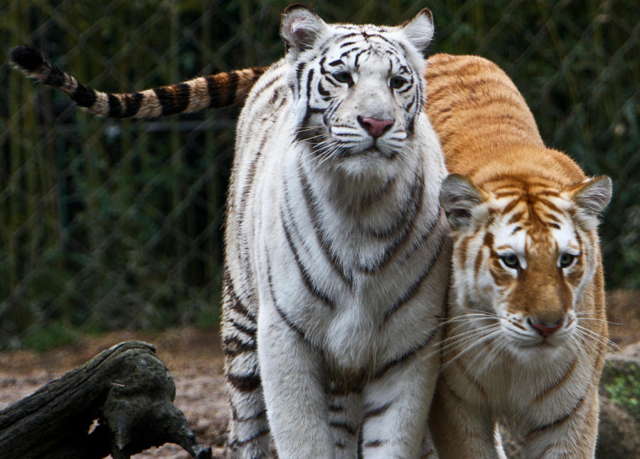 Tiger Friends by Douglas Barnett