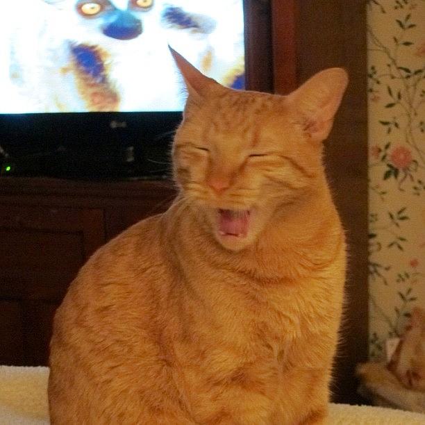 Cat Photograph - Tiger Having A Good Laugh Over Tv by Susan Neufeld