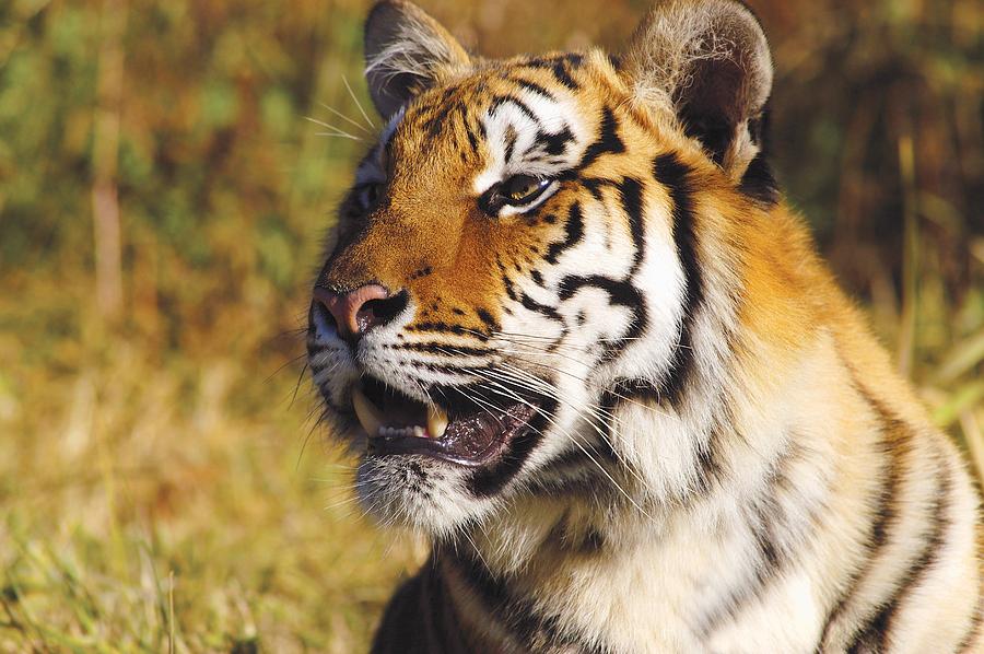 Cat Photograph - Tiger Head Shot by John Pitcher