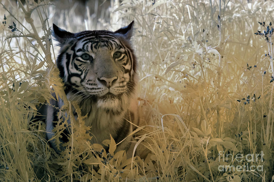 Tiger in Infrared Photograph by Keith Kapple
