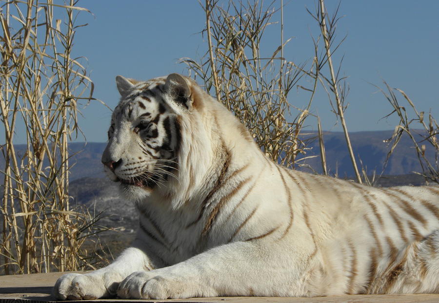 Tiger in White Photograph by Kim Galluzzo