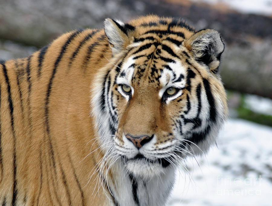 Tiger in Winter Photograph by Ronald Grogan
