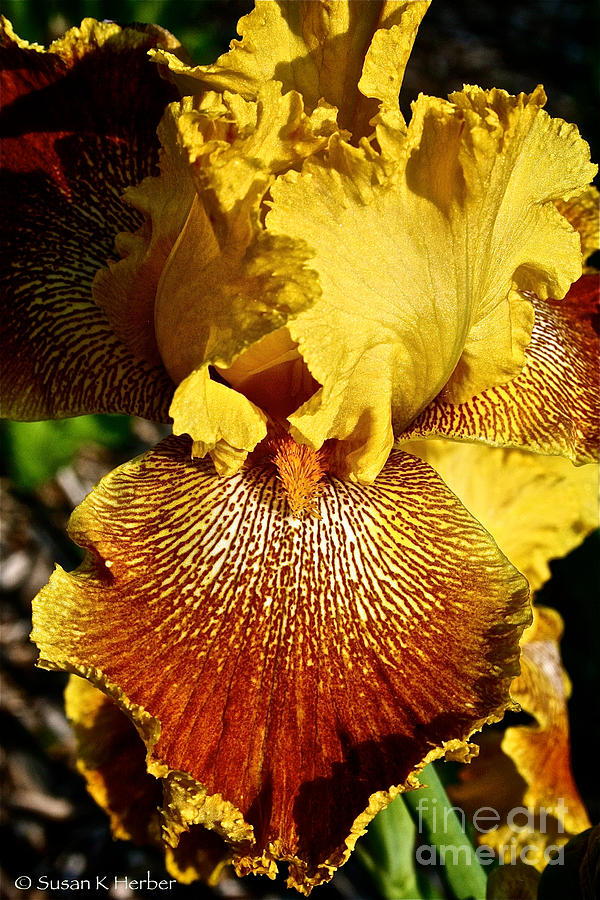 Tiger Iris Photograph by Susan Herber - Pixels