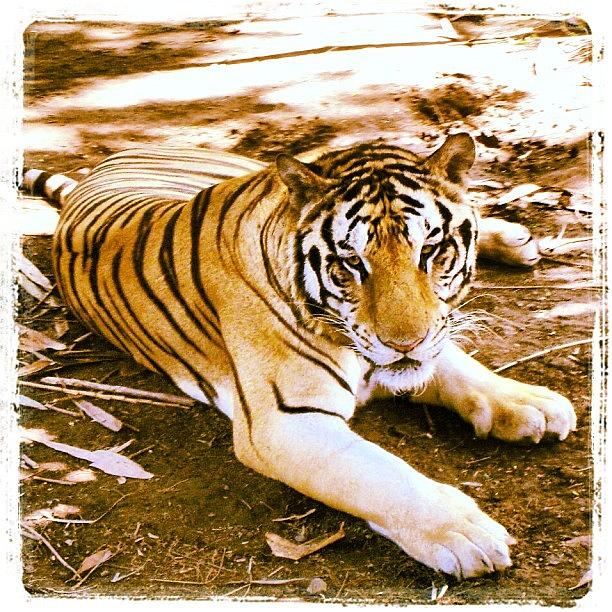 Nature Photograph - Tiger by Jessica Daubenmire