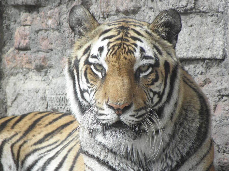 Tiger  Photograph by Kim Galluzzo