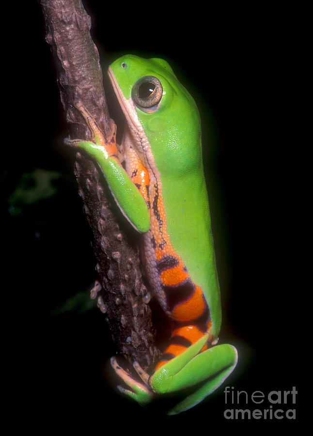Tiger Leg Monkey Frog Photograph by Dante Fenolio