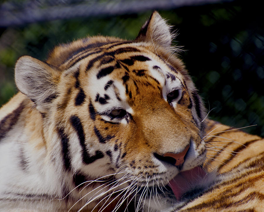 Tiger licks Photograph by Glenn Gordon
