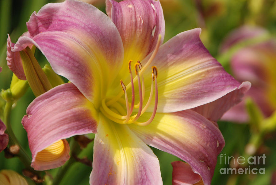 Tiger Lilly Photograph