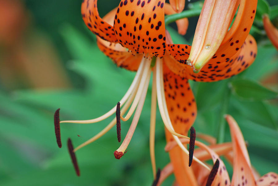 Tiger Lilly Photograph By Michele Carter - Fine Art America