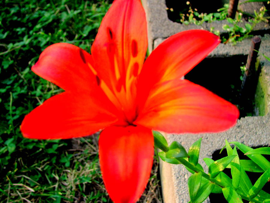 Lily Photograph - Tiger Lily by Amy Bradley