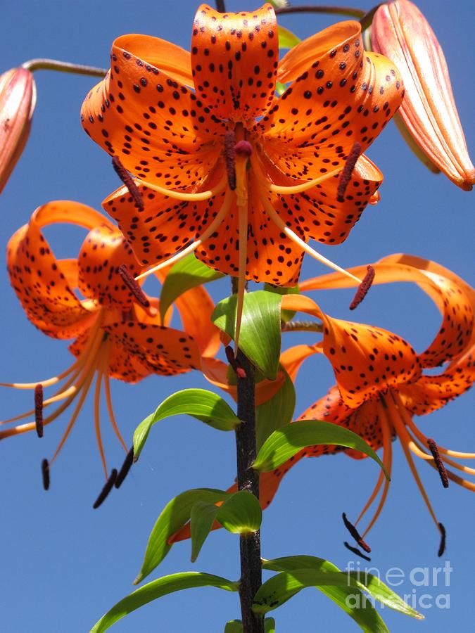 Tiger Lily Photograph by Ausra Huntington nee Paulauskaite - Fine Art ...