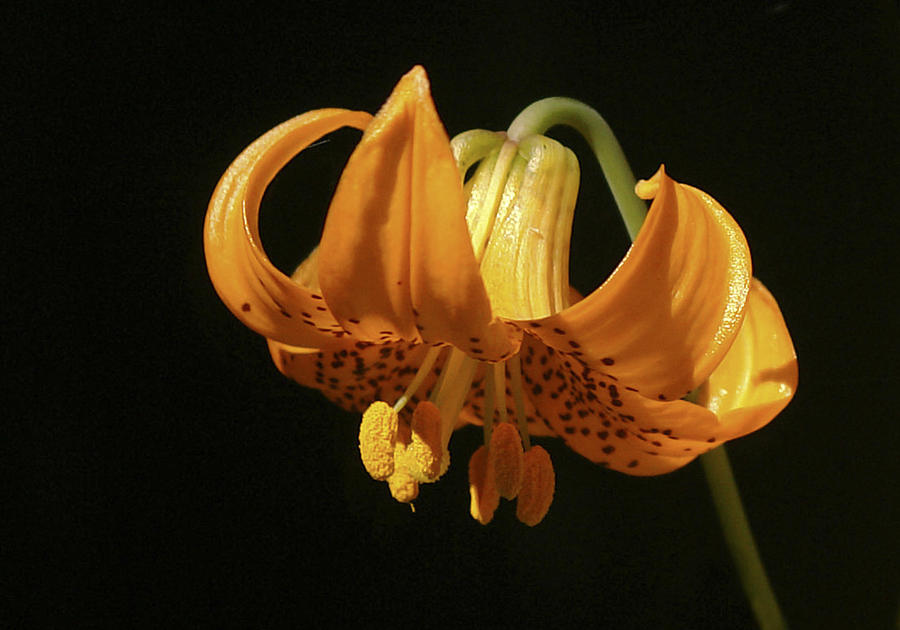 Tiger Lily Photograph by Betty Depee