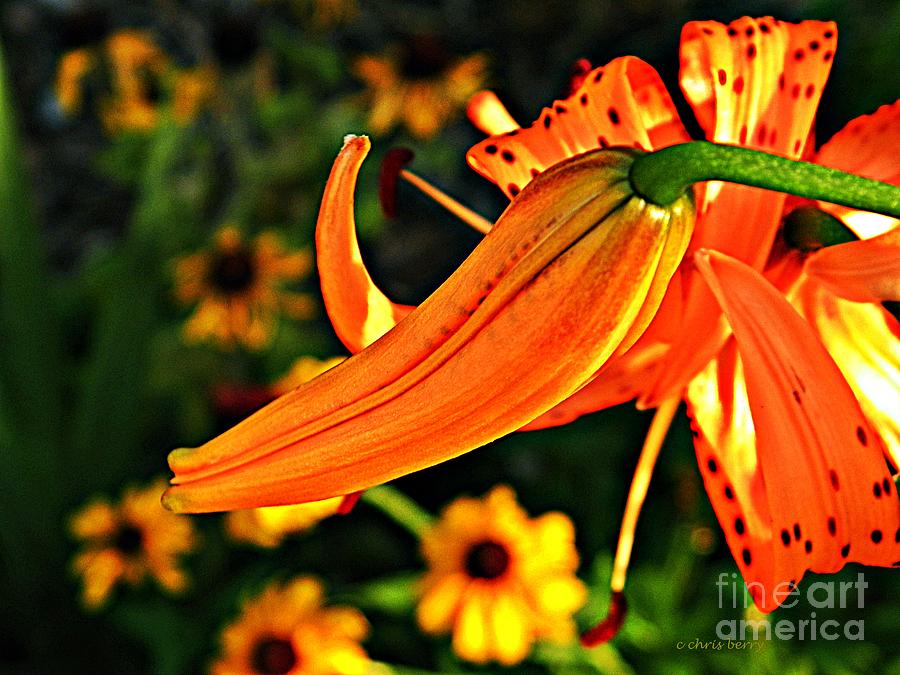 Tiger Lily Bud and Bloom Photograph by Chris Berry