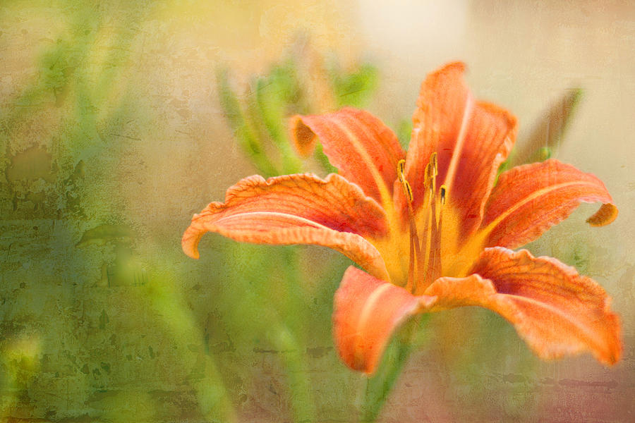 Flower Photograph - Tiger Lily by Cheryl McCain