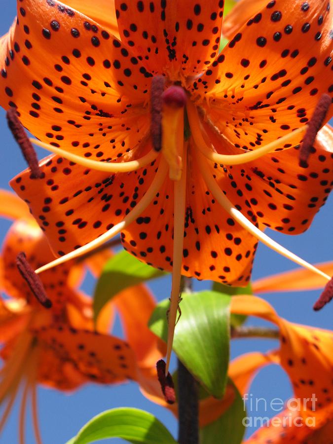 Nature Photograph - Tiger Lily Close Up by Ausra Huntington nee Paulauskaite