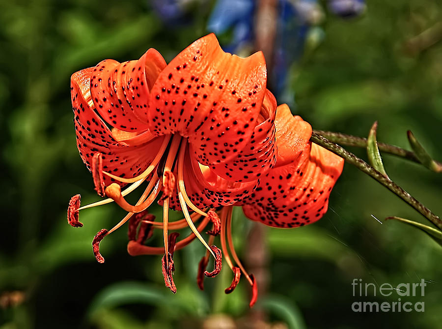 Tiger Lily Photograph by Elaine Manley