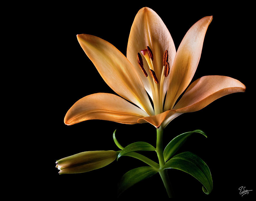 Tiger Lily Photograph by Endre Balogh