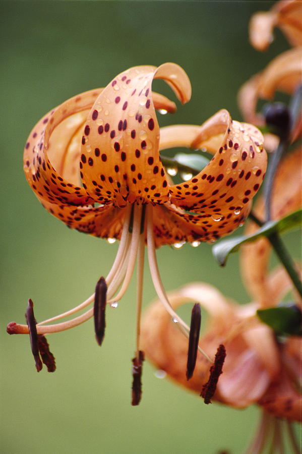 Tiger Lily Flowers (lilium Tigrinum) Photograph by Dr. Nick Kurzenko