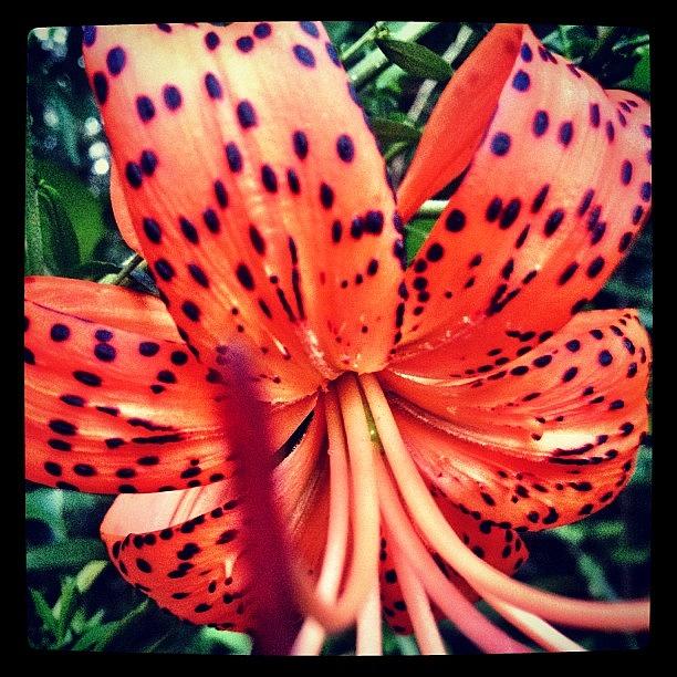 Lily Photograph - #tiger #lily #follow #igdaily #jj by Joshua Waguespack