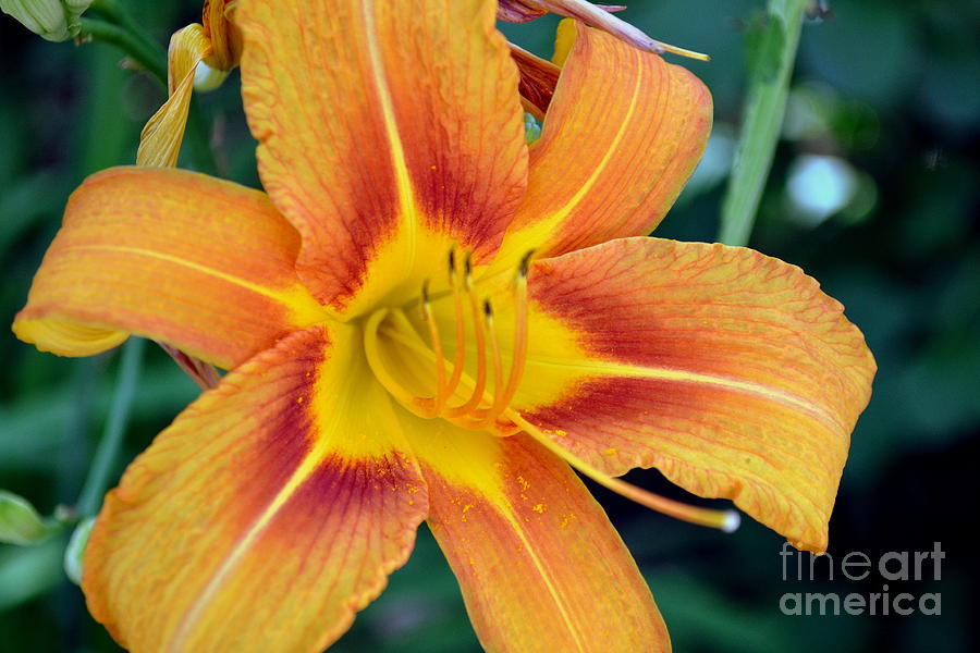 Tiger Lily II Photograph by Kevin Fortier