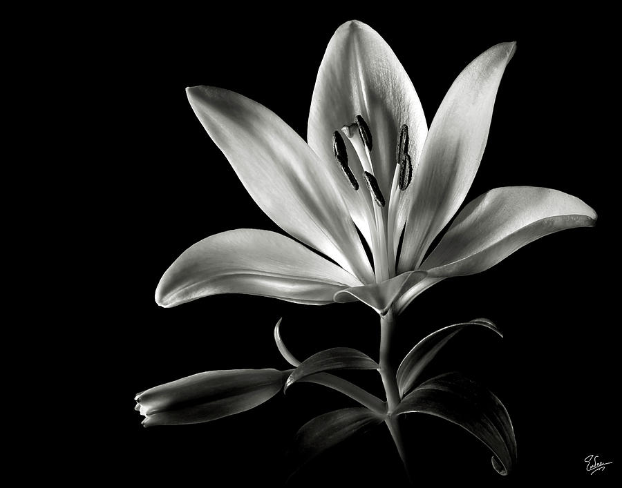 Flower Photograph - Tiger Lily in Black and White by Endre Balogh