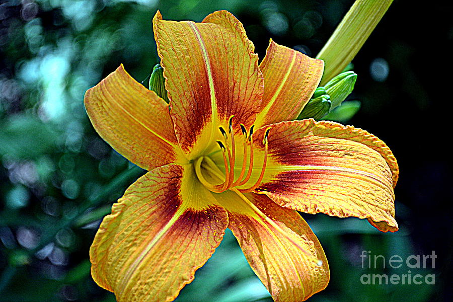 Tiger Lily Photograph by Kevin Fortier