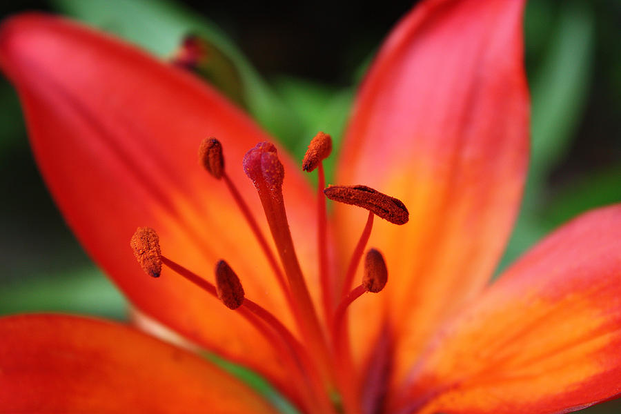 Tiger lily orange Photograph by Lesley Carley - Fine Art America