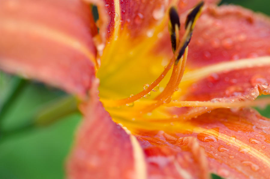 Tiger Lily Rain Photograph by Margaret Pitcher