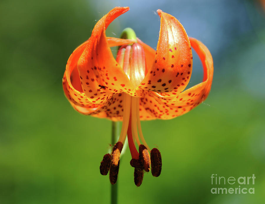 Flowers Still Life Photograph - Tiger Lily by Ronald Grogan