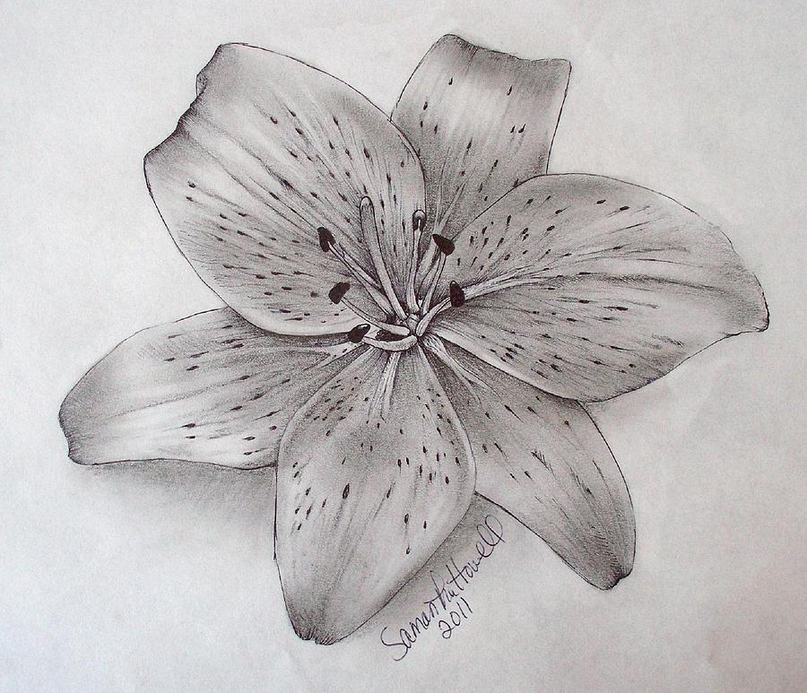 Tiger Lily Drawing by Samantha Howell