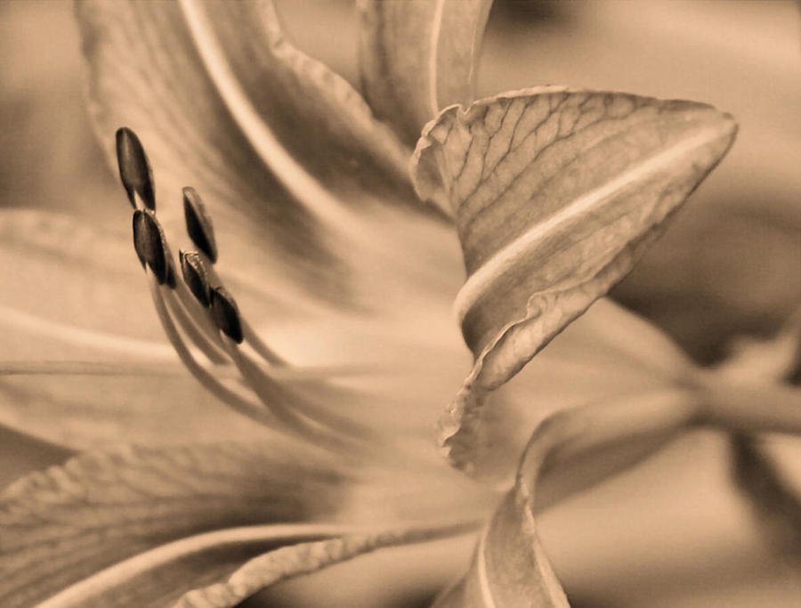Tiger Lily Sepia Photograph by Kristin Elmquist