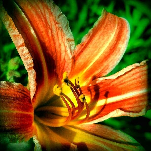 Abstract Photograph - Tiger Lily Series 1of4 #flowers by Marianne Dow