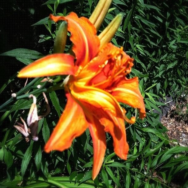 Nature Photograph - Tiger Lily #snapseed #flower #flowers by Tyler McCall