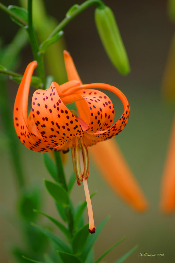 Tiger Lily Photograph by Susan Stevens Crosby