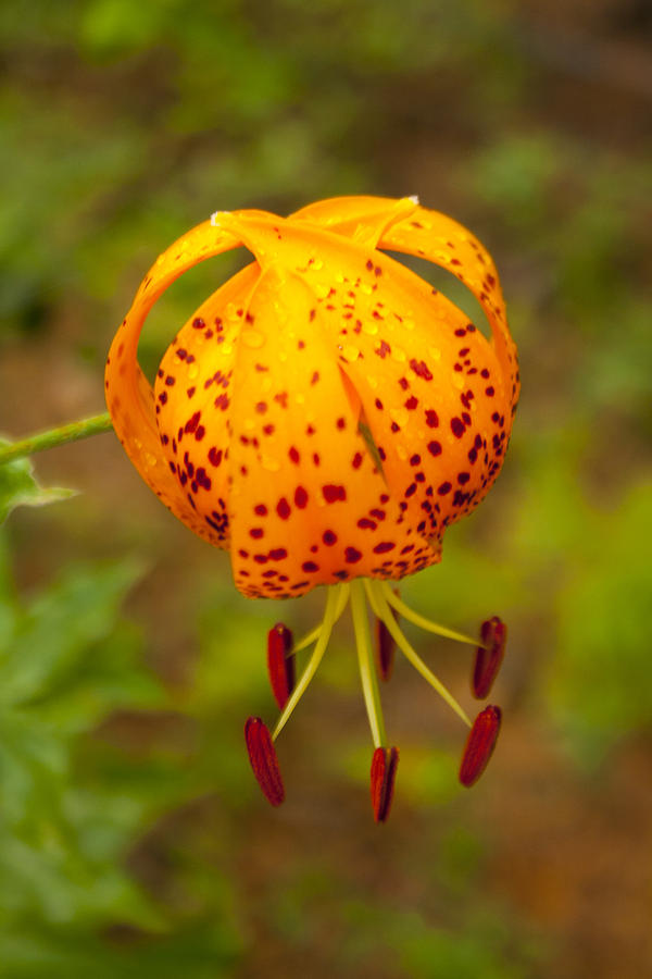 Tiger Lily Photograph by Suzanne Lorenz
