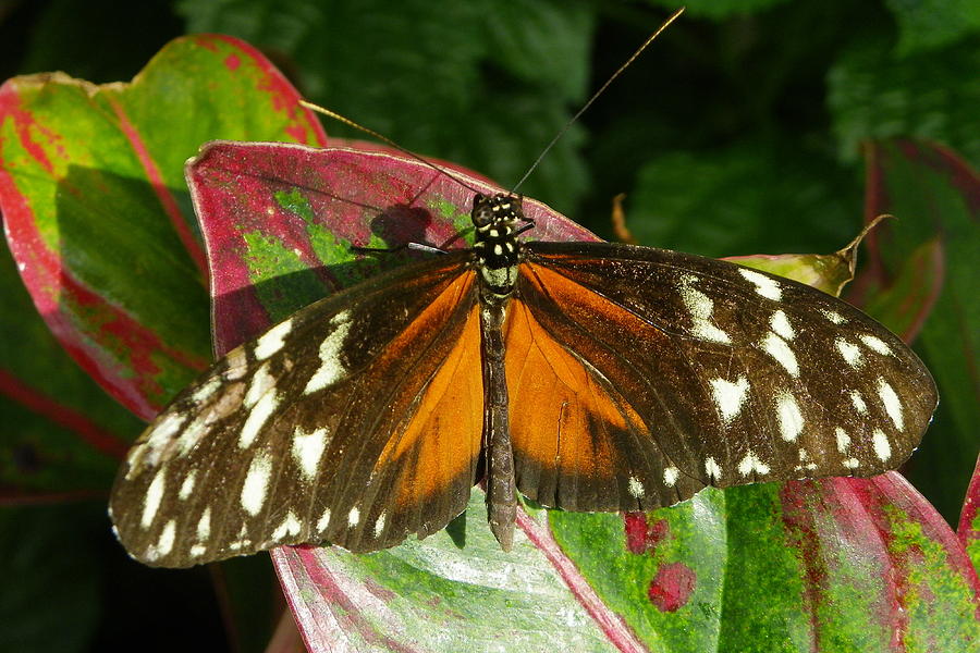 Tiger Longwing Photograph by Kate OConnor - Pixels