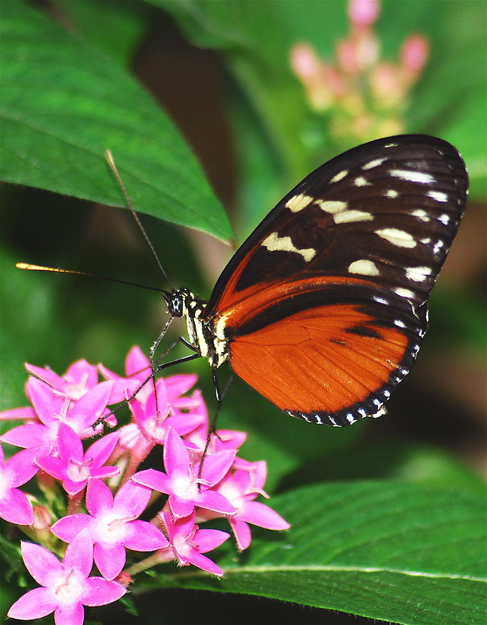 Tiger Longwing Photograph