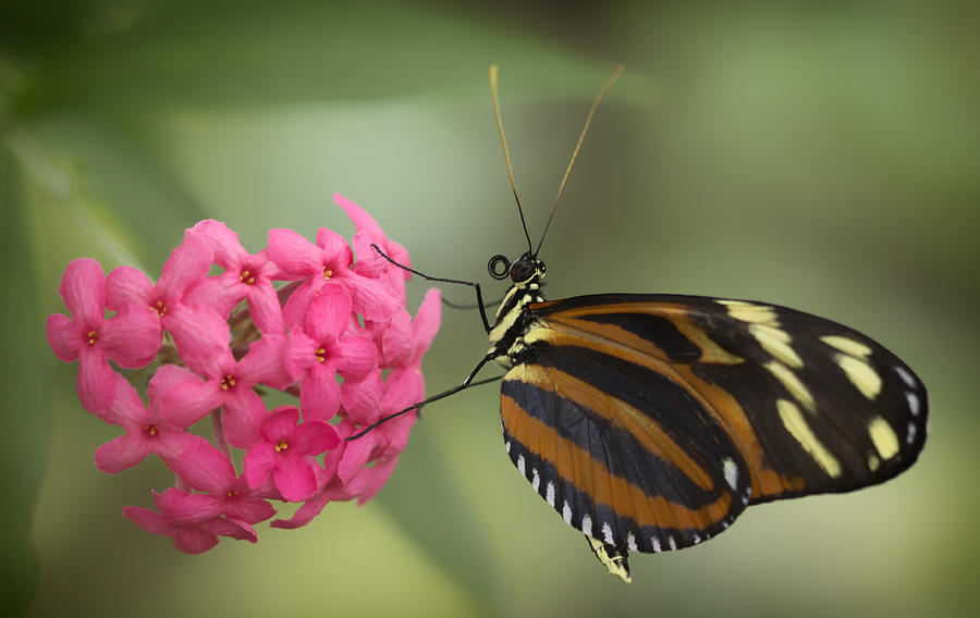 Tiger Longwing on Flower Photograph by Bill and Linda Tiepelman