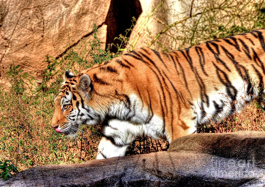 Tiger On The Move Photograph by Kathy Baccari